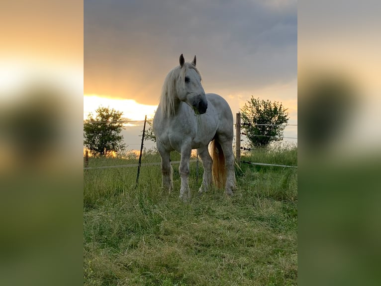 Boulonnais Gelding 13 years 16.2 hh White in Lünen