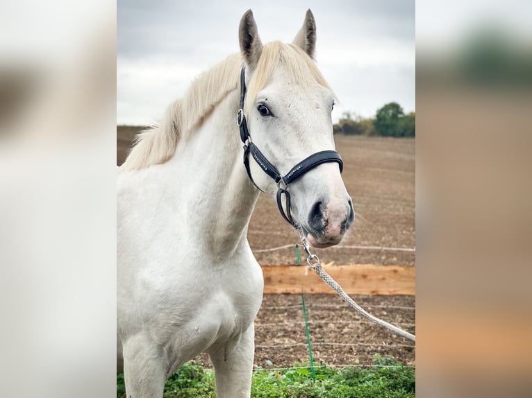 Boulonnais Gelding 2 years 15,2 hh Grey in W&#xFC;lperode