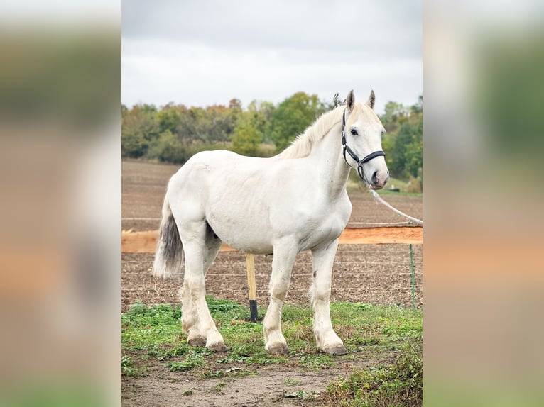 Boulonnais Gelding 2 years 15,2 hh Grey in W&#xFC;lperode