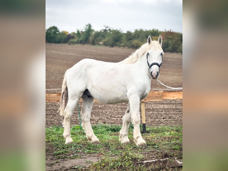 Boulonnais Gelding 2 years 15,2 hh Grey in W&#xFC;lperode