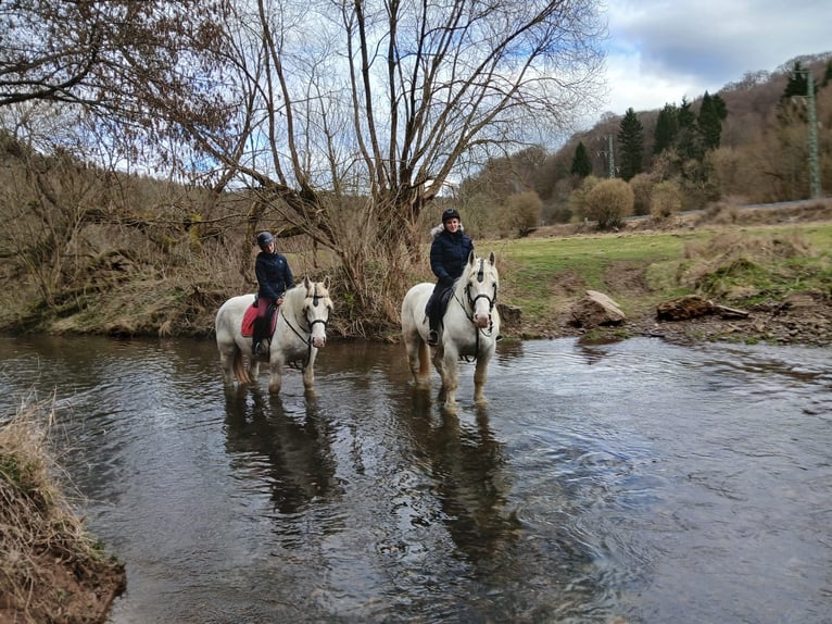 Boulonnais Gelding 3 years 16,1 hh Grey in Nettersheim