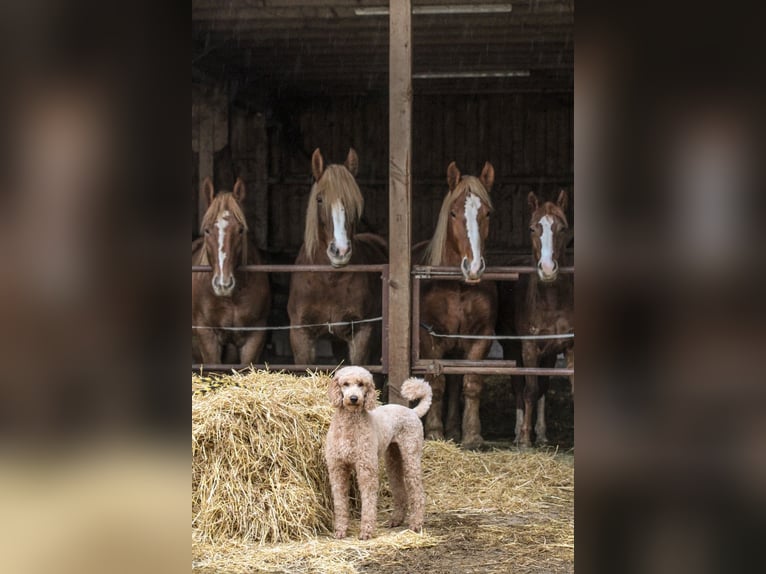 Boulonnais Gelding 4 years 16,3 hh Chestnut-Red in Eigeltingen