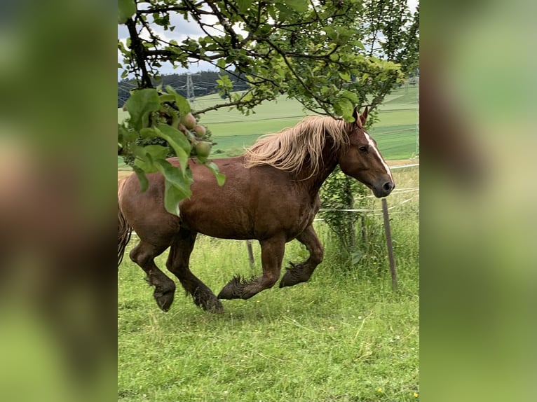 Boulonnais Gelding 4 years 16,3 hh Chestnut-Red in Eigeltingen