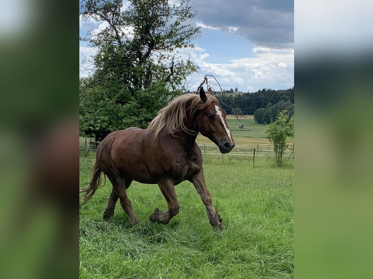 Boulonnais Gelding 4 years 16,3 hh Chestnut-Red in Eigeltingen