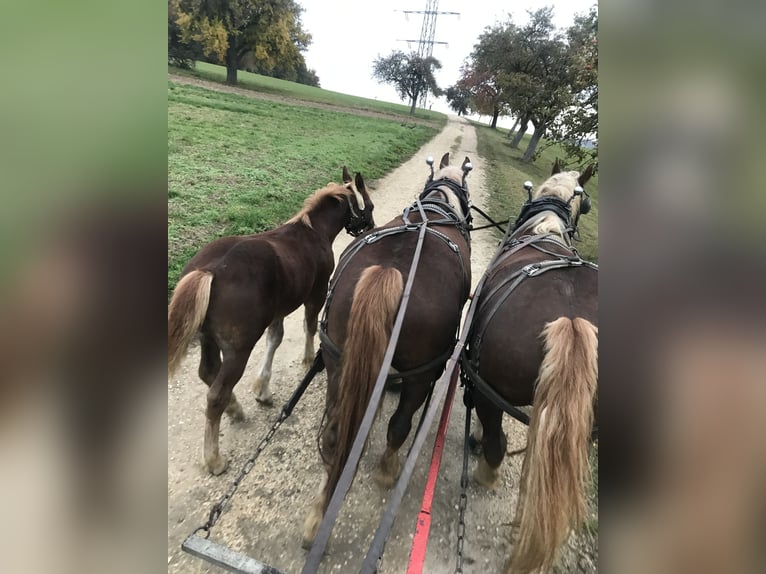 Boulonnais Gelding 4 years 16,3 hh Chestnut-Red in Eigeltingen