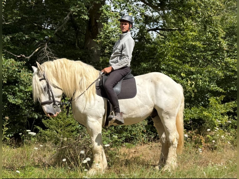 Boulonnais Gelding 8 years 15.2 hh Grey in Blankenheim