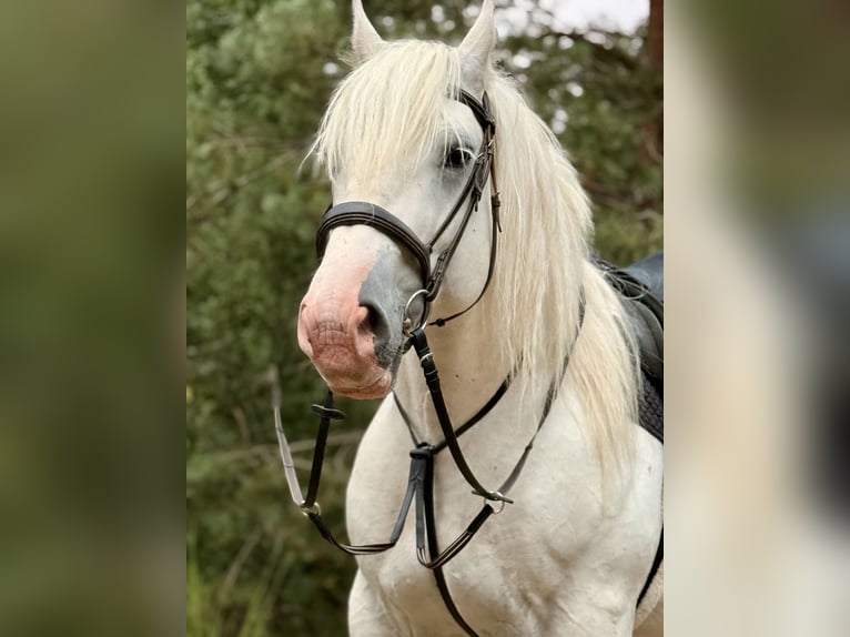 Boulonnais Gelding 8 years 15.2 hh Grey in Hümmel