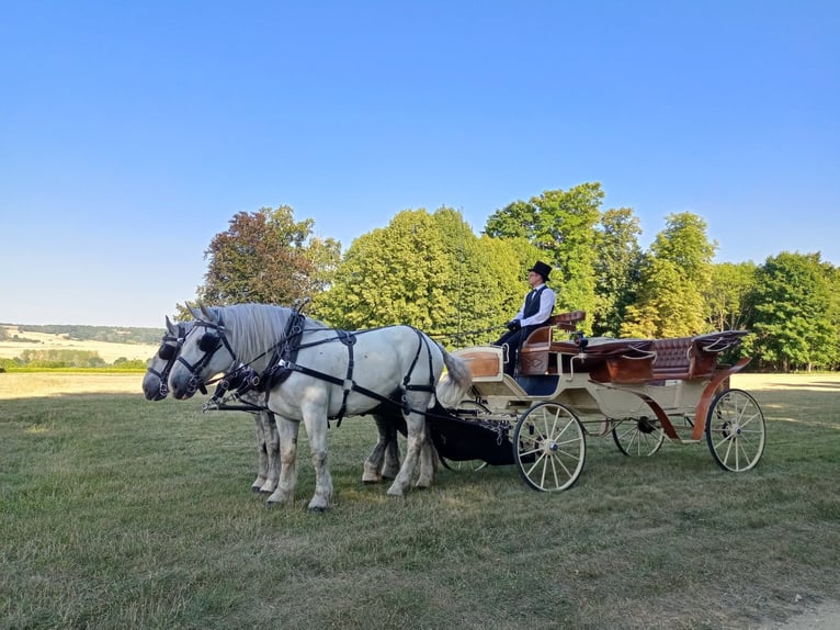 Boulonnais Gelding 8 years 16 hh Gray in La Haye-Saint-Sylvestre