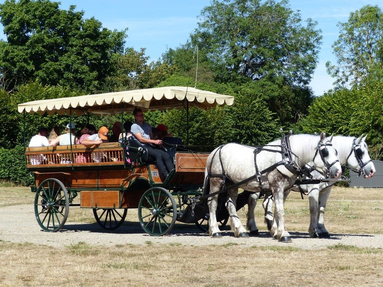 Boulonnais Gelding 8 years 16 hh Gray in La Haye-Saint-Sylvestre