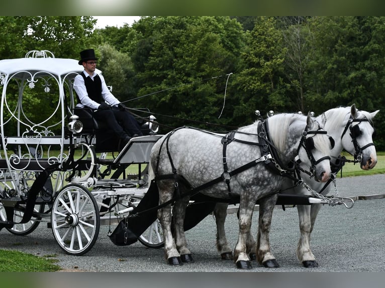 Boulonnais Gelding 8 years 16 hh Gray in La Haye-Saint-Sylvestre