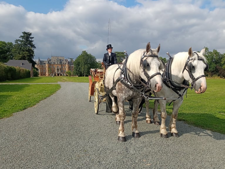 Boulonnais Gelding 8 years 16 hh Gray in La Haye-Saint-Sylvestre