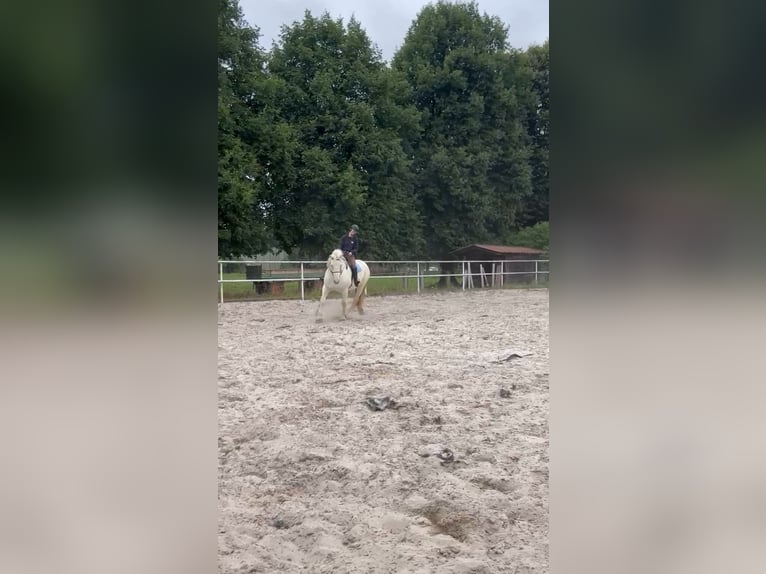 Boulonnais Gelding 9 years 17,2 hh Grey in N&#xF6;rten-Hardenberg