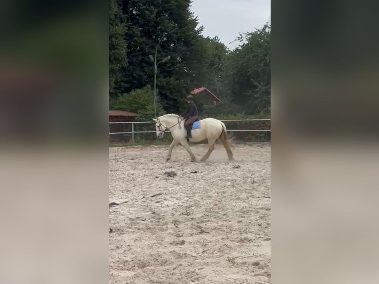 Boulonnais Gelding 9 years 17,2 hh Grey in N&#xF6;rten-Hardenberg