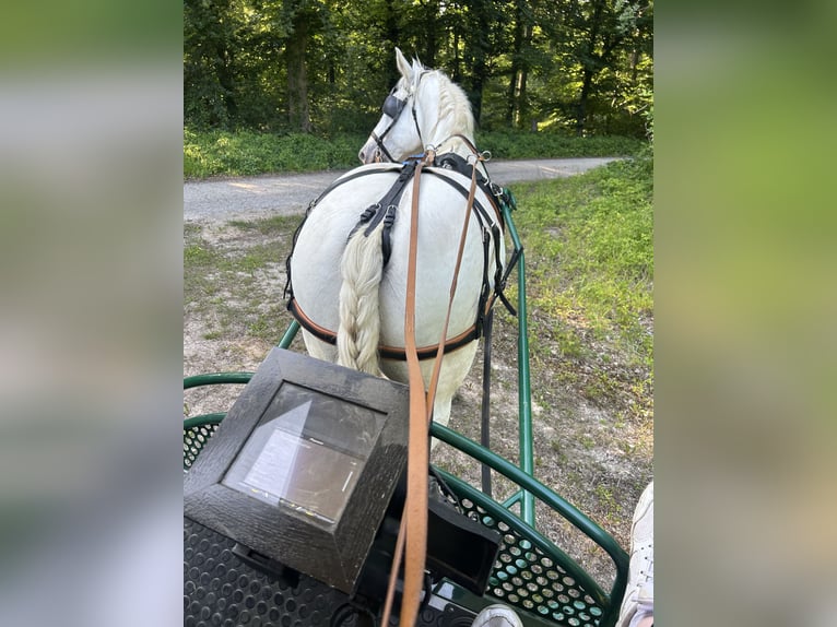 Boulonnais Gelding 9 years 17,2 hh Grey in N&#xF6;rten-Hardenberg