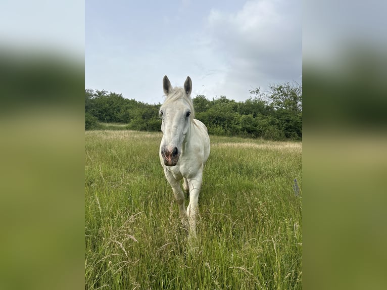 Boulonnais Gelding 9 years 17,2 hh Grey in N&#xF6;rten-Hardenberg