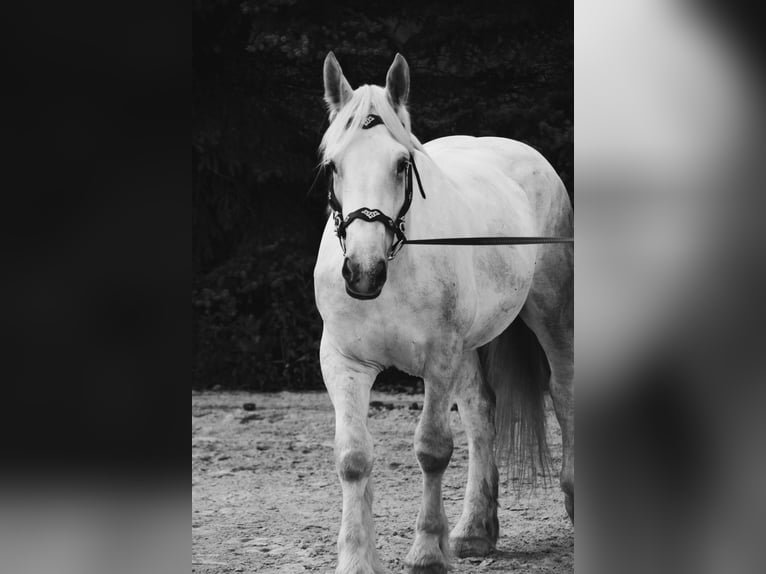 Boulonnais Gelding 9 years 17,2 hh Grey in N&#xF6;rten-Hardenberg