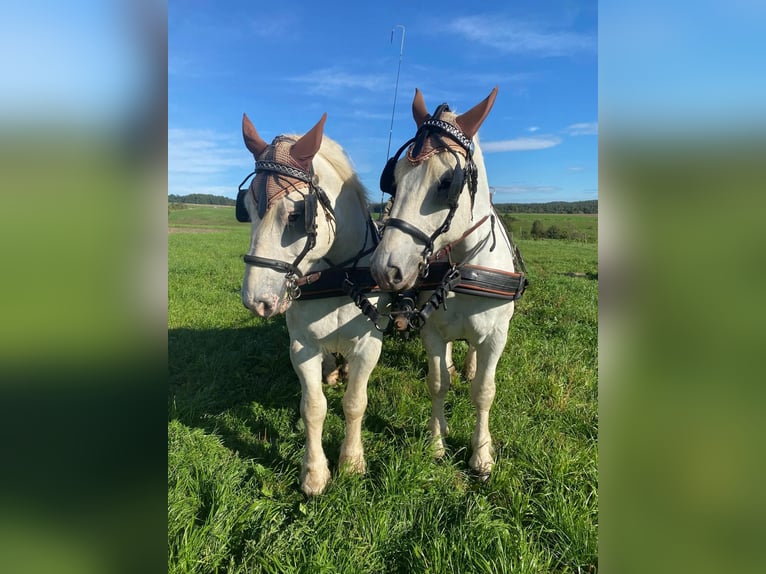 Boulonnais Gelding 9 years 17,2 hh Grey in Lützow