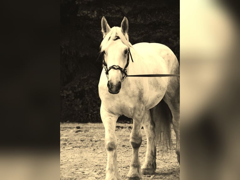 Boulonnais Gelding 9 years 17,2 hh Grey in Lützow