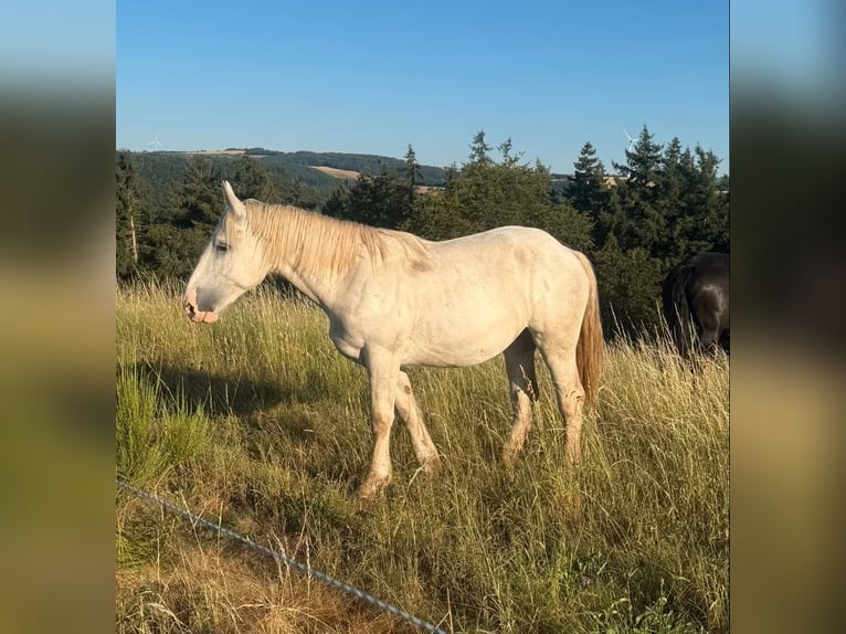 Boulonnais Giumenta 1 Anno 170 cm Bianco in Daleiden