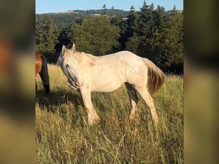 Boulonnais Giumenta 1 Anno 170 cm Bianco in Daleiden