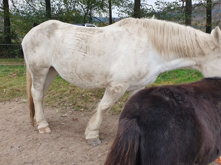 Boulonnais Giumenta 20 Anni 165 cm Grigio pezzato in Biebergemünd