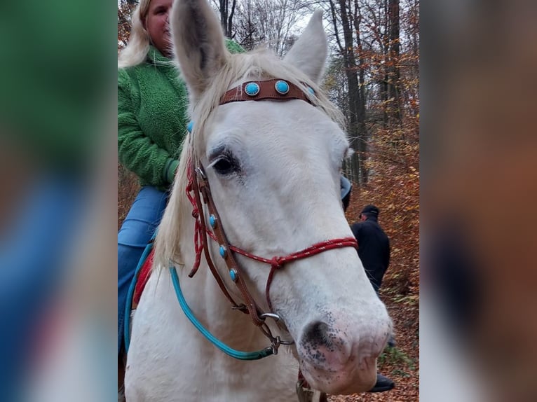 Boulonnais Giumenta 20 Anni 165 cm Grigio pezzato in Biebergemünd