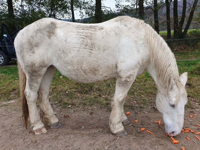 Boulonnais Giumenta 20 Anni 165 cm Grigio pezzato in Biebergemünd