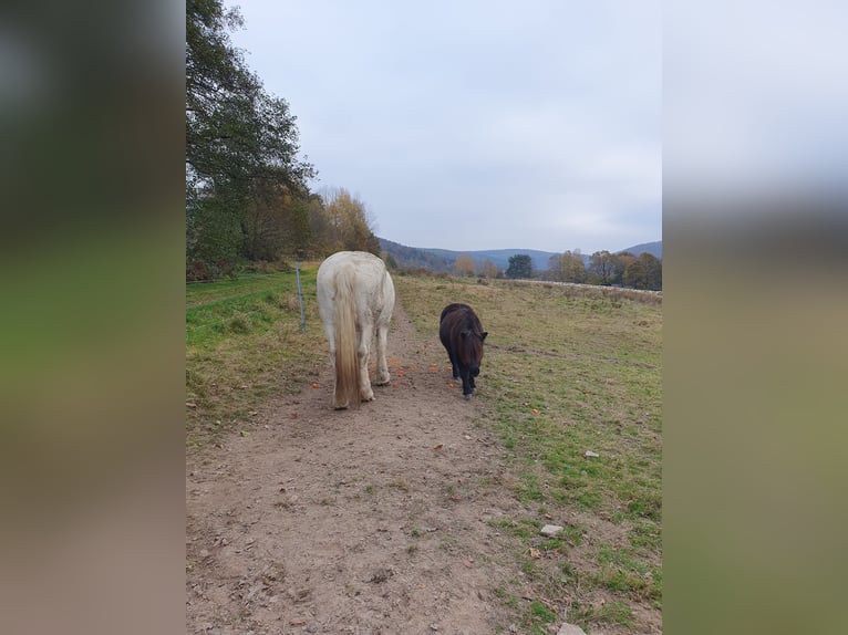 Boulonnais Giumenta 20 Anni 165 cm Grigio pezzato in Biebergemünd