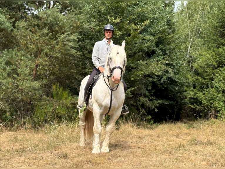 Boulonnais Hongre 8 Ans 161 cm Gris in Blankenheim