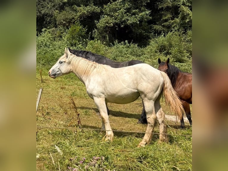 Boulonnais Jument 1 Année 170 cm Blanc in Daleiden