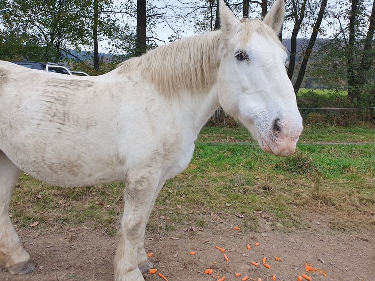 Boulonnais Jument 20 Ans 165 cm Gris pommelé in Biebergemünd