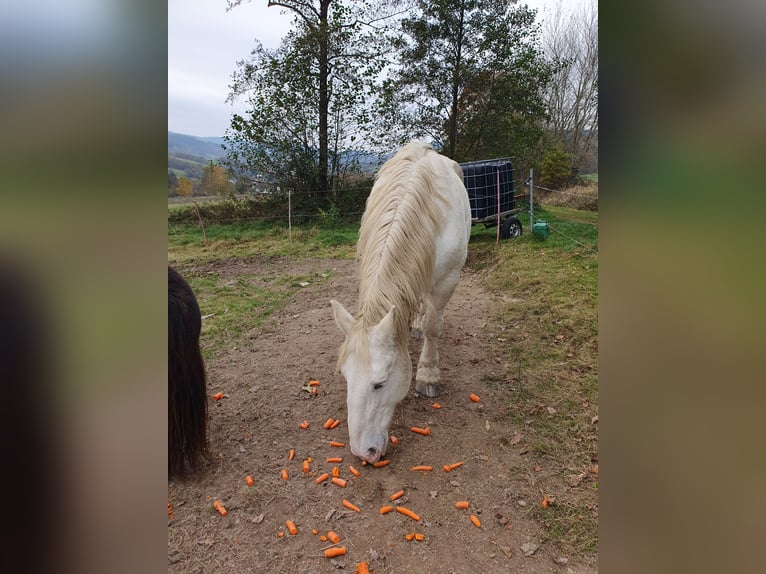 Boulonnais Jument 20 Ans 165 cm Gris pommelé in Biebergemünd