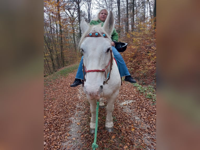 Boulonnais Jument 20 Ans 165 cm Gris pommelé in Biebergemünd