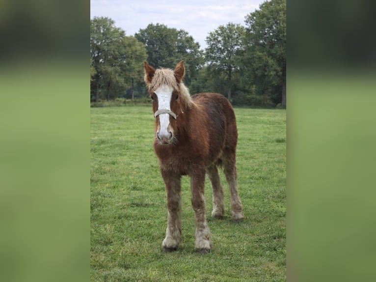 Boulonnais Mare 1 year Chestnut-Red in KERKDRIEL