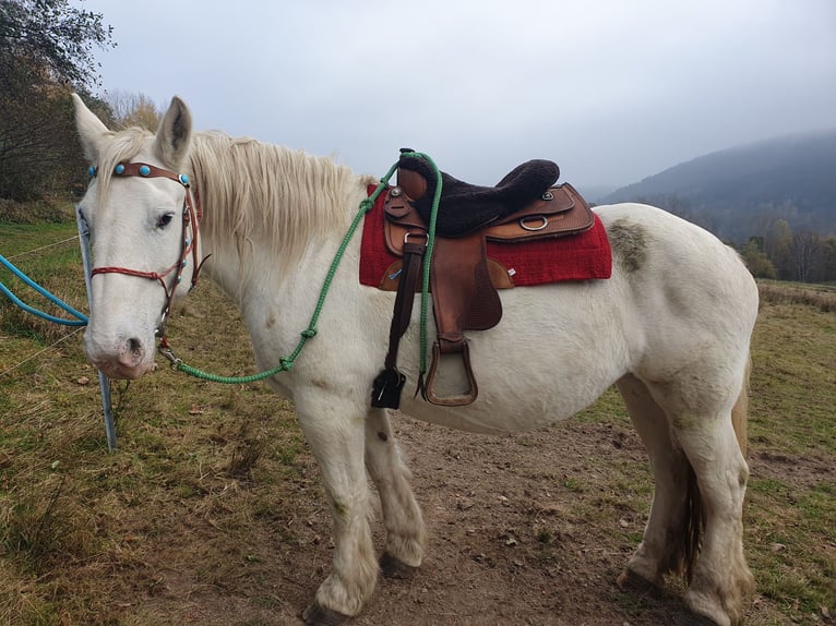 Boulonnais Mare 20 years 16 hh Gray-Dapple in Biebergemünd