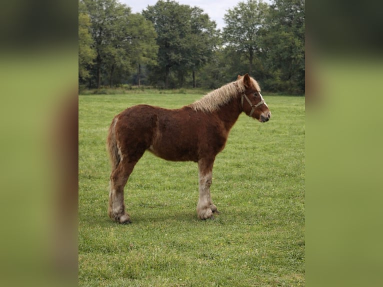 Boulonnais Merrie 1 Jaar Vos in KERKDRIEL