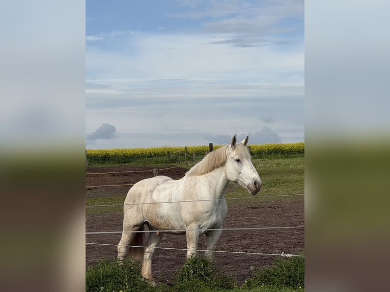Boulonnais Ruin 10 Jaar 175 cm Schimmel in Buchholz