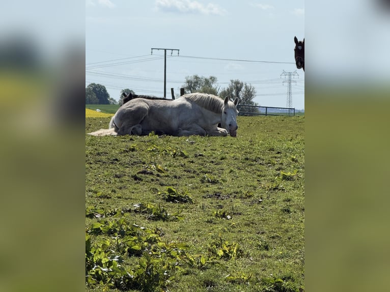 Boulonnais Ruin 10 Jaar 175 cm Schimmel in Buchholz