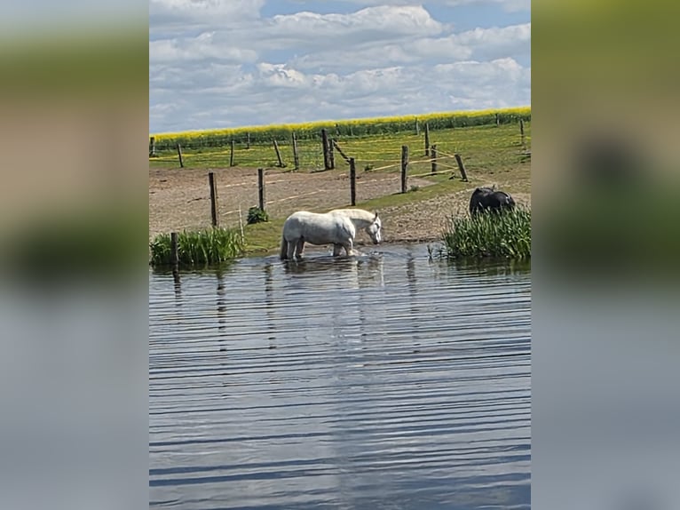 Boulonnais Ruin 10 Jaar 175 cm Schimmel in Buchholz