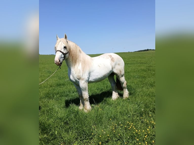 Boulonnais Ruin 3 Jaar 167 cm Schimmel in Nettersheim