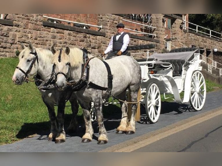Boulonnais Ruin 3 Jaar 167 cm Schimmel in Nettersheim