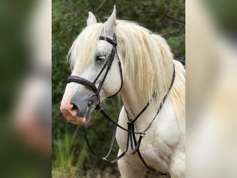 Boulonnais Ruin 8 Jaar 161 cm Schimmel in Blankenheim