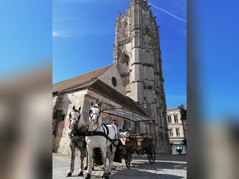 Boulonnais Ruin 8 Jaar 165 cm Schimmel in La Haye-Saint-Sylvestre