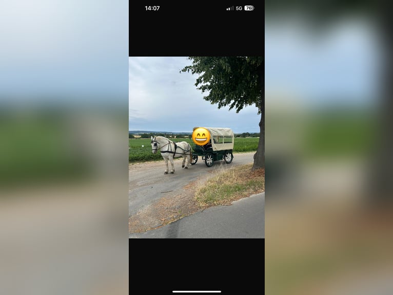 Boulonnais Ruin 9 Jaar 180 cm Schimmel in N&#xF6;rten-Hardenberg