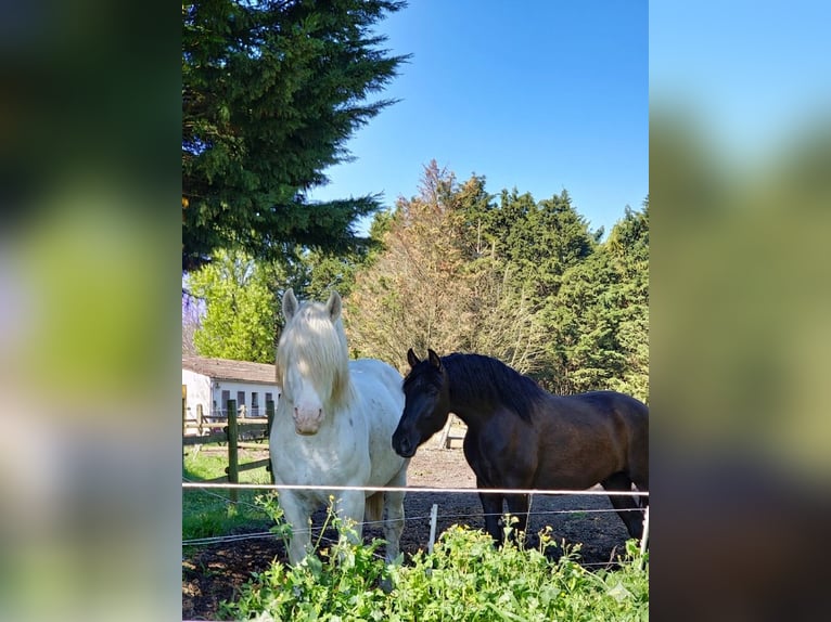 Boulonnais Stallone 8 Anni 175 cm Grigio in Saint Georges d'Oleron