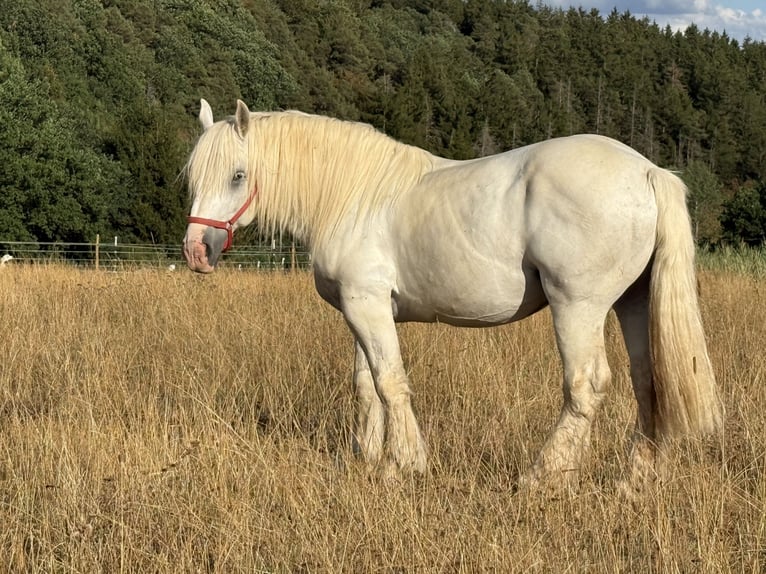 Boulonnais Wallach 8 Jahre 160 cm Schimmel in Hümmel