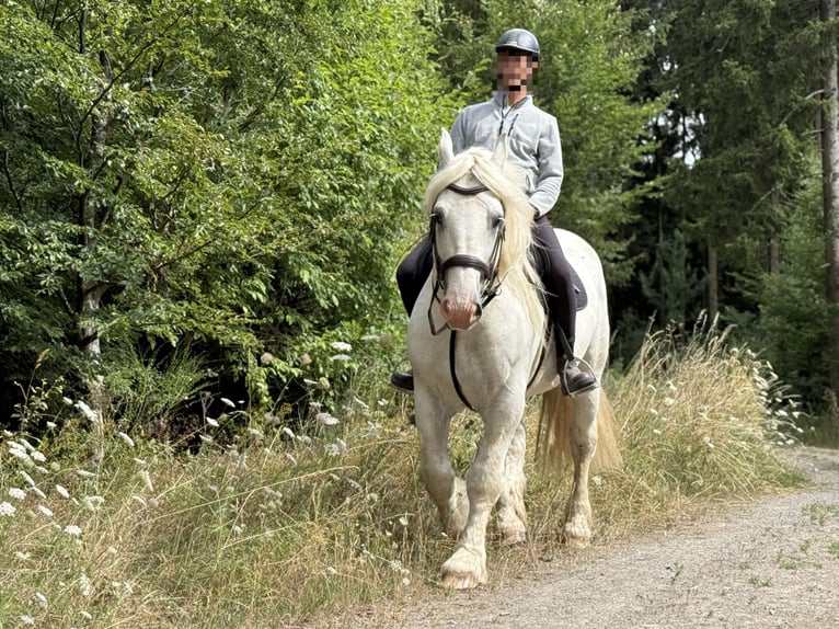 Boulonnais Wallach 8 Jahre 160 cm Schimmel in Hümmel