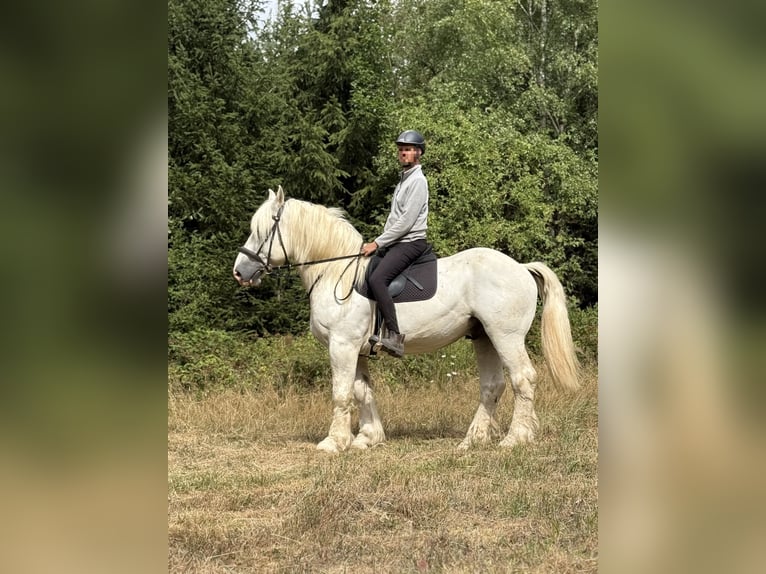 Boulonnais Wallach 8 Jahre 160 cm Schimmel in Hümmel