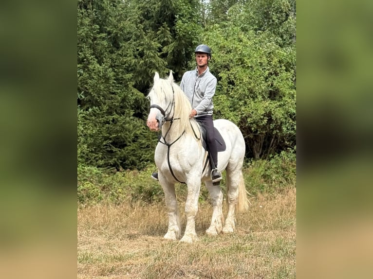Boulonnais Wallach 8 Jahre 161 cm Schimmel in Blankenheim