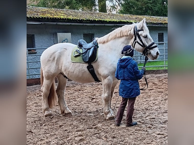 Boulonnais Wallach 9 Jahre 179 cm Schimmel in Lützow